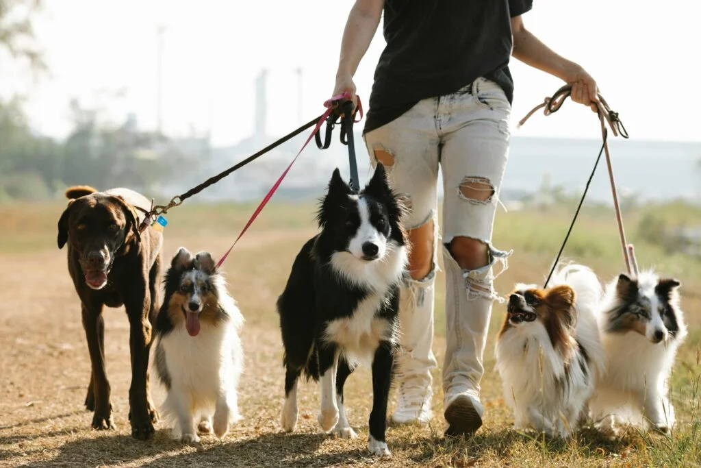 Passeador de Cães Profissional