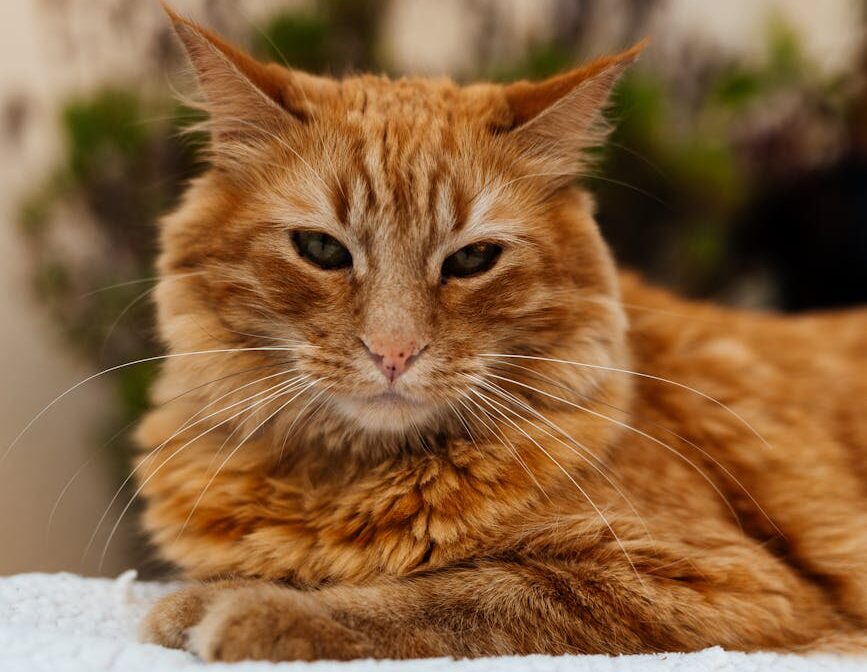 Cuidando Melhor do Seu Gato